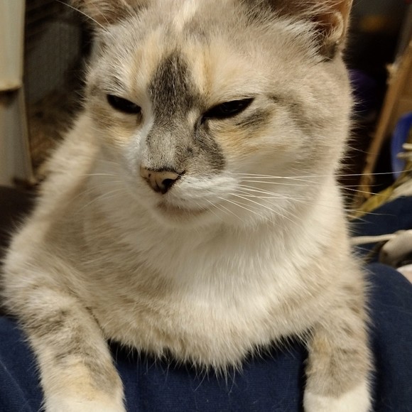 Meet your Posher, Alice - Picture 1 of 1